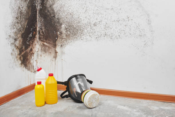 Best Residential Mold Removal  in Maysville, GA