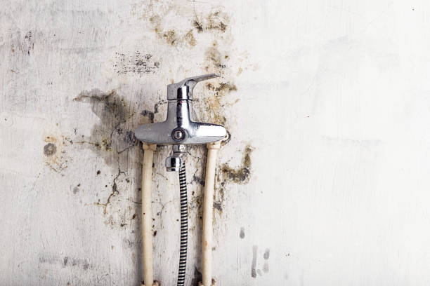 Best Same-Day Mold Removal  in Maysville, GA