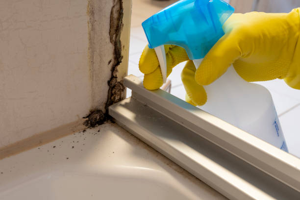 Best Toxic Mold Removal  in Maysville, GA