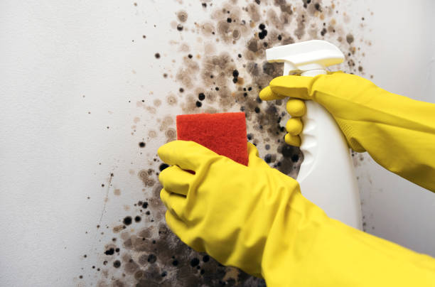 Professional Mold Removal in Maysville, GA