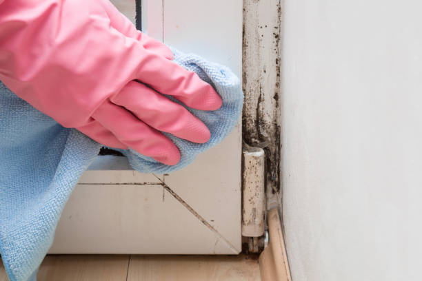Best Black Mold Removal  in Maysville, GA