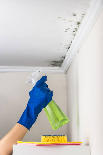 Best Best Mold Removal Companies  in Maysville, GA