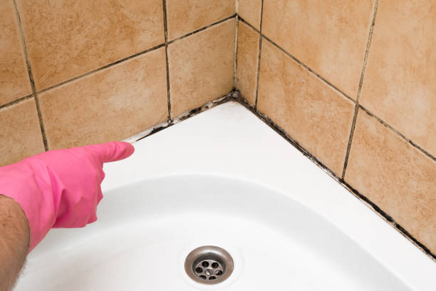 Certified Mold Removal in Maysville, GA
